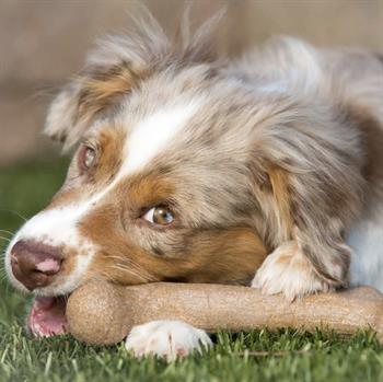 BarkBone Dinosaur Bacon Aromalı Bitmeyen Köpek Çiğneme Kemiği (Büyük Boy) - Köpek Ödülleri