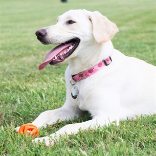 Chuckit! Breathe Right Köpek Oyun Topu (Orta) - Köpek Oyuncakları