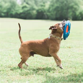 Chuckit! Fetch Flight Frizbi - Oyun Topları ve Frizbiler