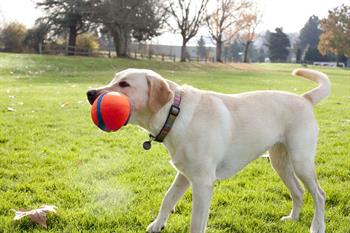 Chuckit! Fumble Fetch Köpek Oyun Topu - Oyun Topları ve Frizbiler