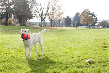 Chuckit! Fumble Fetch Köpek Oyun Topu - Oyun Topları ve Frizbiler