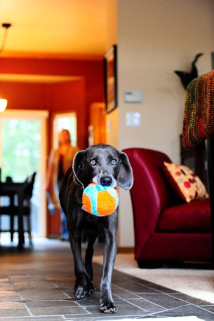 Chuckit! Indoor Ball Eve Özel Yumuşak Oyun Topu - Köpek Oyuncakları