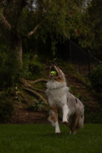 Chuckit! Max Glow Ultra Squeaker Gece Parlayan Sesli Köpek Oyun Topu - Oyun Topları ve Frizbiler