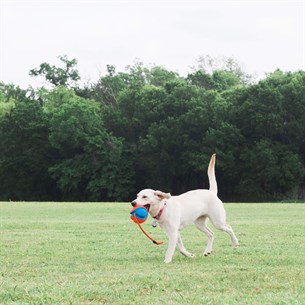Chuckit! Rope Fetch İpli Oyun Topu - Köpek Oyuncakları
