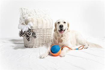Chuckit! Rope Fetch İpli Oyun Topu - Oyun Topları ve Frizbiler