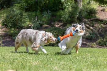 Chuckit! Rugged Bumper Ekstra Dayanıklı Köpek Oyuncağı (Küçük Boy) - Oyun Topları ve Frizbiler