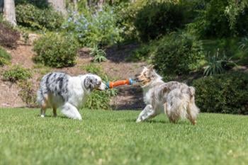 Chuckit! Rugged Bumper Ekstra Dayanıklı Köpek Oyuncağı (Küçük Boy) - Oyun Topları ve Frizbiler