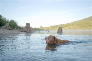 Chuckit! Ultra Ball Köpek Oyun Topu (Büyük Boy)