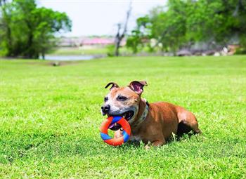 Chuckit! Ultra Ring Köpek Oyun Halkası - Oyun Topları ve Frizbiler