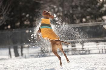 GF PET Alpine Puffer Köpek Montu - Sarı - Köpek Kıyafetleri