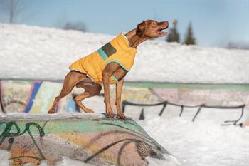 GF PET Alpine Puffer Köpek Montu - Sarı - Köpek Kıyafetleri