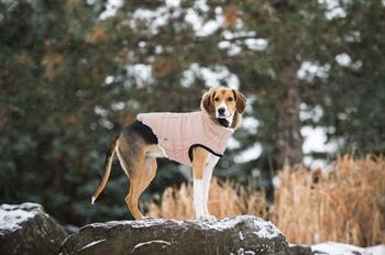 GF PET Urban Parka Köpek Montu - Pembe - Köpek Kıyafetleri