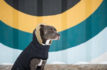 GF PET Urban Parka Köpek Montu - Siyah - Köpek Kıyafetleri