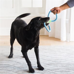 JW Giggle Tug Sesli Köpek Çekiştirme Halatı - Diş İpleri