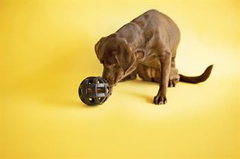 JW Hol-ee Roller Ultra Dayanıklı Köpek Oyun Topu - Köpek Oyuncakları