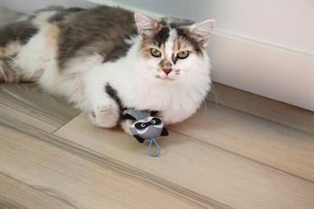 Mad Cat Slingshot Raccoon Matatabili Kedi Oyuncağı - Kumaş ve Peluş Oyuncaklar