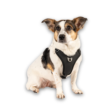 Matrix 2.0 Akıllı Künyeli Sport Köpek Göğüs Tasması - Black (XS) - Göğüs Tasmaları
