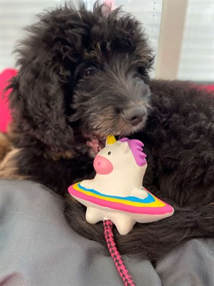 Max & Molly Snuggles Toy Magic Mikey