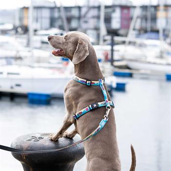 Max & Molly Aloha Köpek Göğüs Tasması - Göğüs Tasmaları