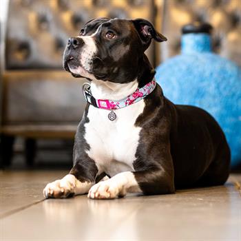 Max & Molly Smart ID Cherry Bloom Köpek Boyun Tasması - Boyun Tasmaları