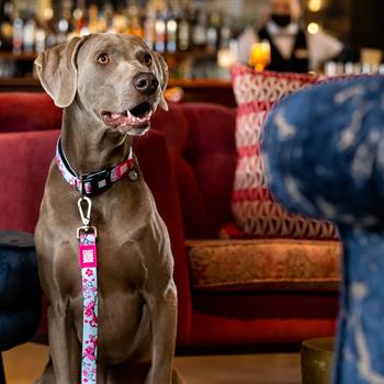 Max & Molly Smart ID Cherry Bloom Köpek Boyun Tasması - Boyun Tasmaları