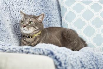 Max & Molly Smart ID Monkey Maniac Kedi Boyun Tasması - Boyun Tasması