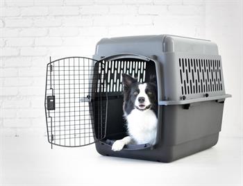 Petmate Pet Porter Köpek Taşıma Kafesi No:5 (82x58x61cm) - Plastik Taşımalar