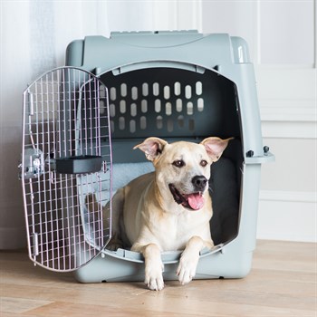 Petmate Sky Kennel Taşıma Kafesi No:6 (92 x 64 x 69cm) - Plastik Taşımalar