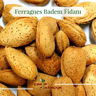 Farragnes Badem Fidanı(Soğuklara dayanan cins)