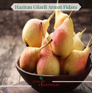 1 temmuz hangi burç