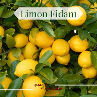 Limon Fidanı(Yediveren Limon)