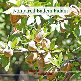 Nonpareil Badem(Elle Kırılan)Fidanı