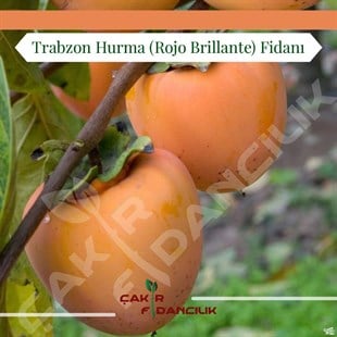 Trabzon Hurma (Cennet Hurma) Fidanı