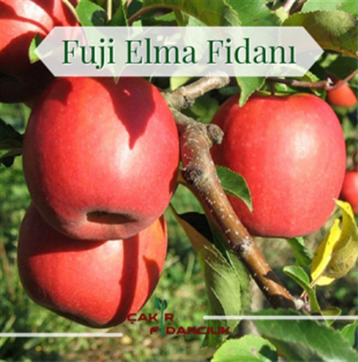 Açık Köklü Fuji Elma Fidanı