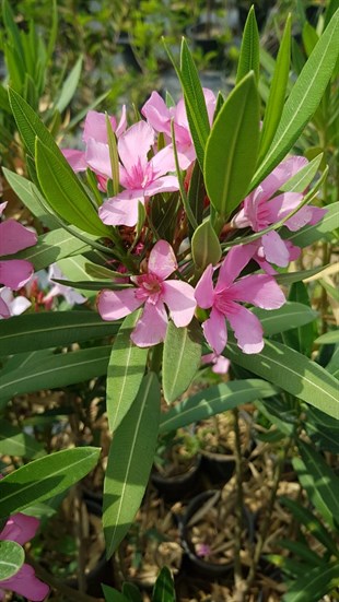 2'Lİ Zakkum Çiçeği Bitkisi Fidanı Ağacı ( nerium oleander)