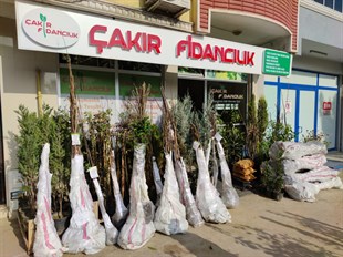 Venüs Nektarin Fidanı