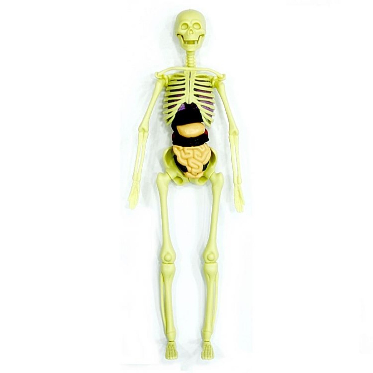 İnsan Vücudu 3D Eğitim Seti