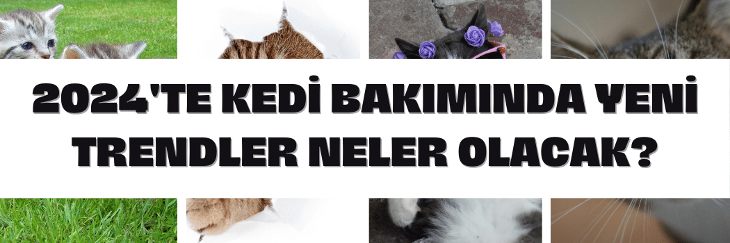 2024'te Kedi Bakımında Yeni Trendler Neler Olacak?