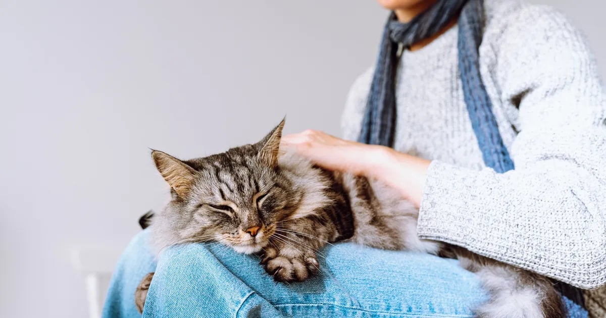 Evde Kedi Bakımı Nasıl Yapılır?