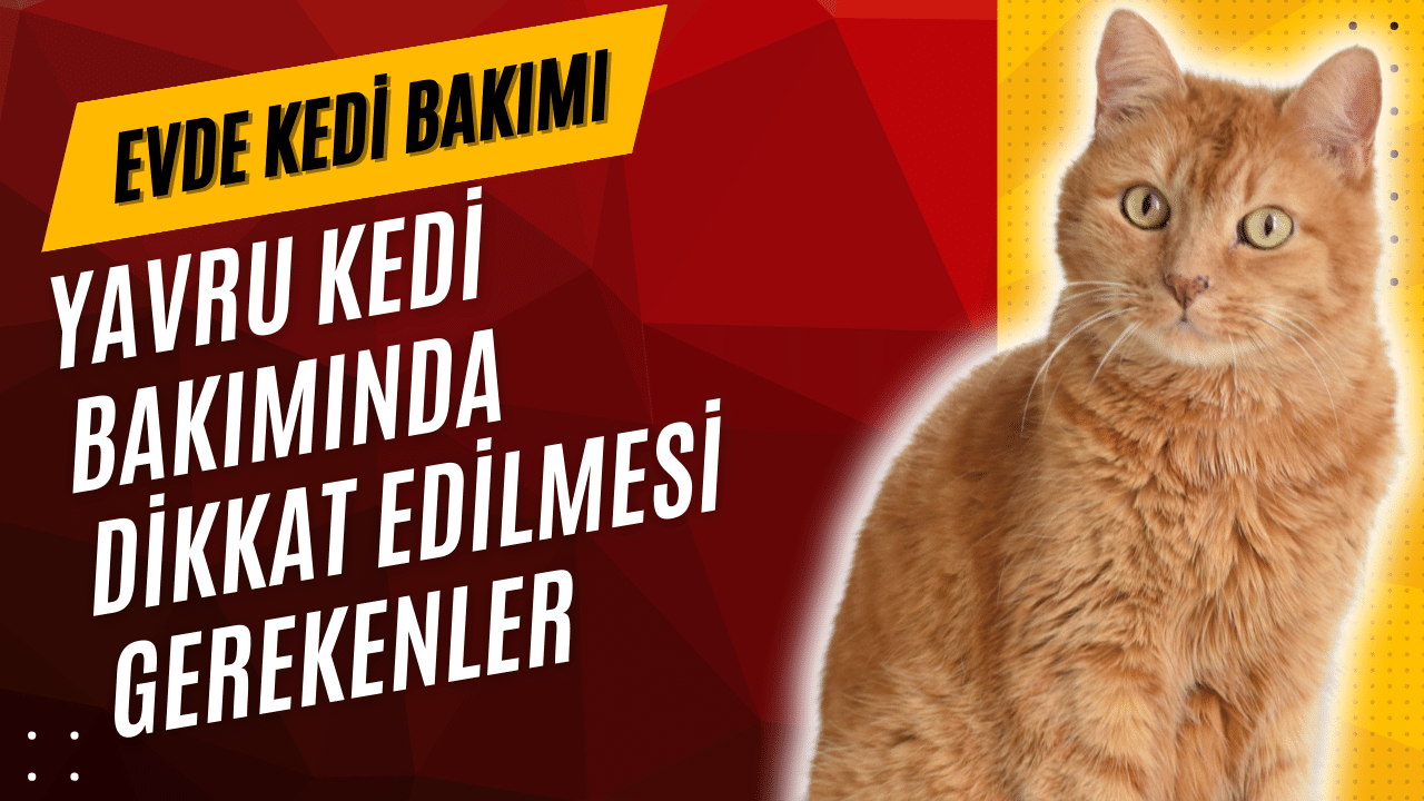 Yavru kedi besleme, Yavru kedi sağlığı, Kedi yavrularının beslenmesi, Kedi yavrusu beslenme programı, Yavru kedi stres yönetimi, kedi bakımı, evde kedi bakımı, kedi beslenmesi, evde kedi nasıl bakılır, evde kedi bakım maliyeti,
