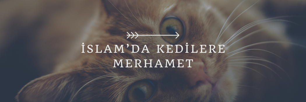 organik kedi kumu, organik kedi kumu satın al, ucuz kedi kumu satın al, kedi kumu satın al, organik kedi kumu öneri, kedi kumu fiyatları 2024, kedi kumu trendyol, kedi kumu bigcat, bigcat kedi kumları, sapphire kedi kumu, chancemaya kedi kumu