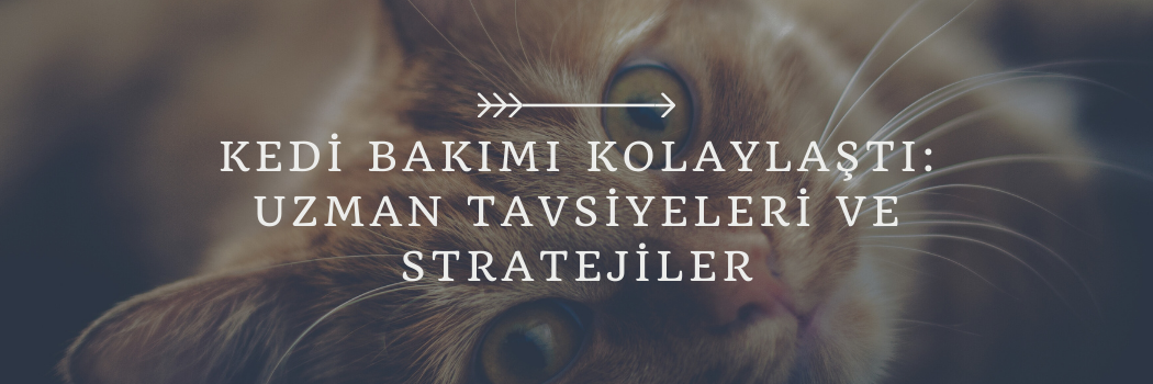 organik kedi kumu, organik kedi kumu satın al, ucuz kedi kumu satın al, kedi kumu satın al, organik kedi kumu öneri, kedi kumu fiyatları 2024, kedi kumu trendyol, kedi kumu bigcat, bigcat kedi kumları, sapphire kedi kumu, chancemaya kedi kumu,kedi bakımı,yavru kedi bakımı,evde kedi bakımı,kedi,annesiz yavru kedi bakımı,yavru kedi,kedi videoları,doğru kedi bakımı,kedi bakımı nasıl yapılır,kedi bakımı zor mu,cins kedi bakımı zor mu,kedi bakımı hakkında,kısır kedi bakımı