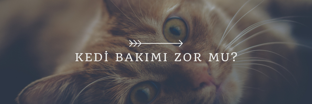 organik kedi kumu, organik kedi kumu satın al, ucuz kedi kumu satın al, kedi kumu satın al, organik kedi kumu öneri, kedi kumu fiyatları 2024, kedi kumu trendyol, kedi kumu bigcat, bigcat kedi kumları, sapphire kedi kumu, chancemaya kedi kumu