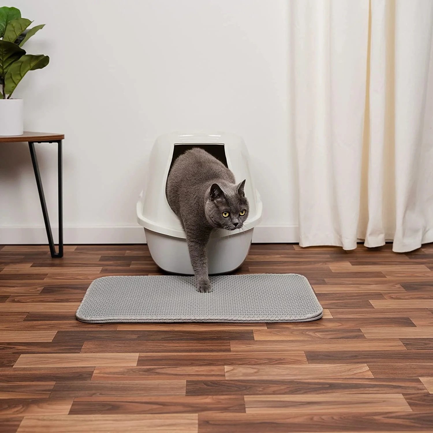 Kedi İçin En İyi Kum Hangisidir?