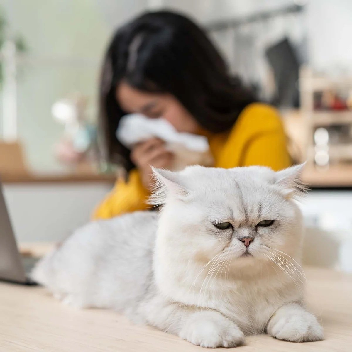 Kedi Kumu Alerjisi Var mı? Bilinmesi Gerekenler