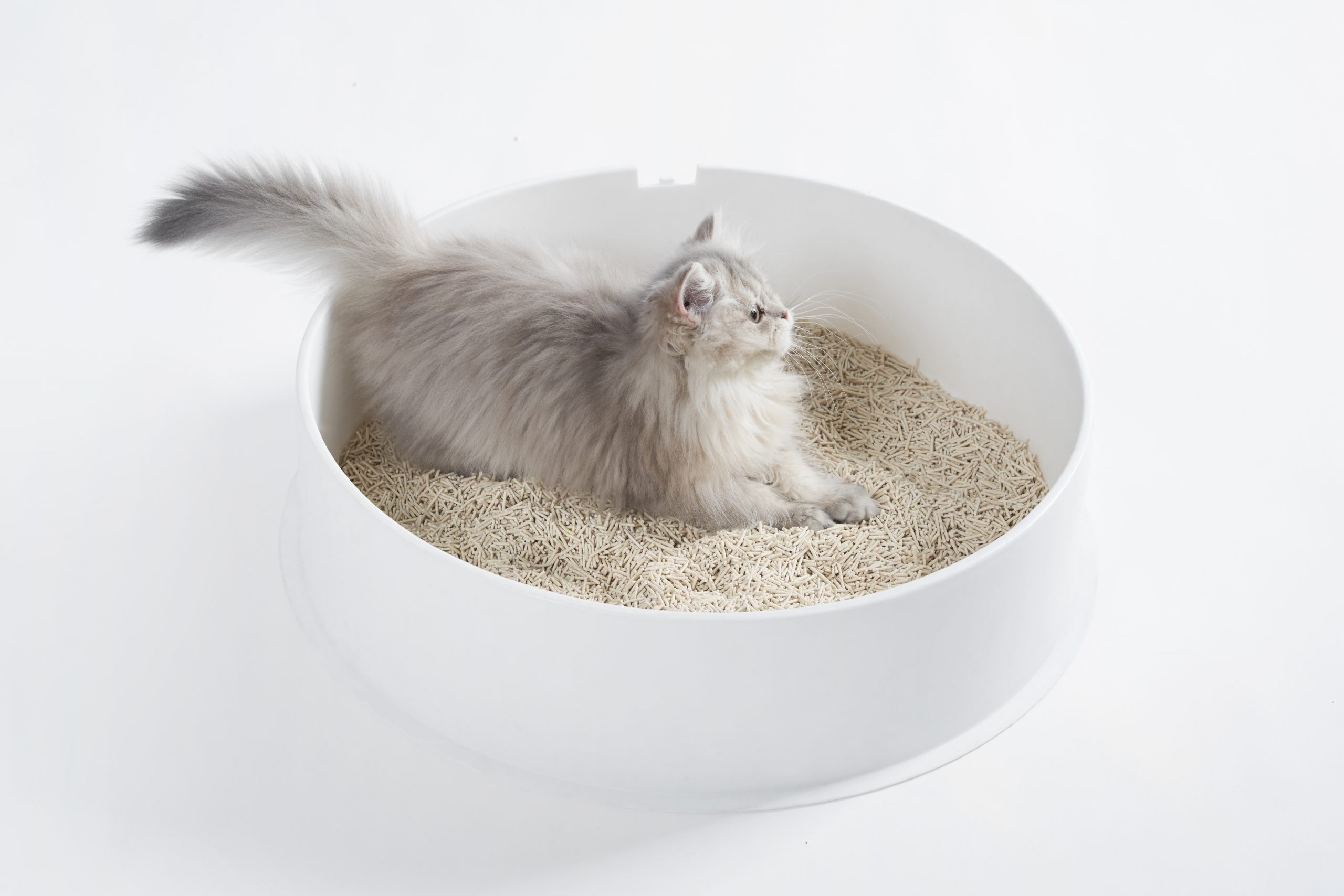 Kedi Kumu Alırken Nelere Dikkat Edilmeli?