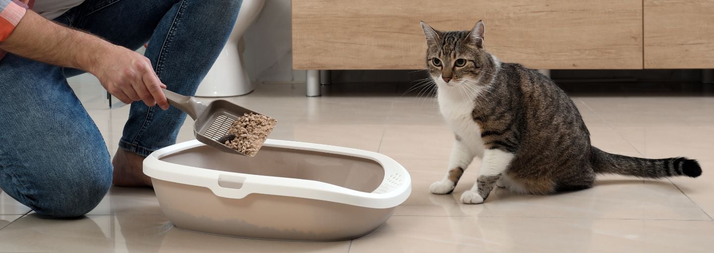 Kedi Kumu Nasıl Temizlenir? Pratik ve Etkili Yöntemler