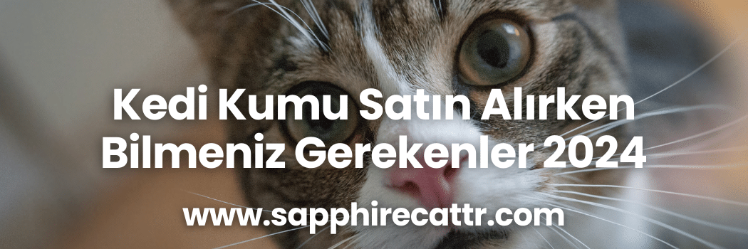 Kedi Kumu Satın Alırken Bilmeniz Gerekenler 2024