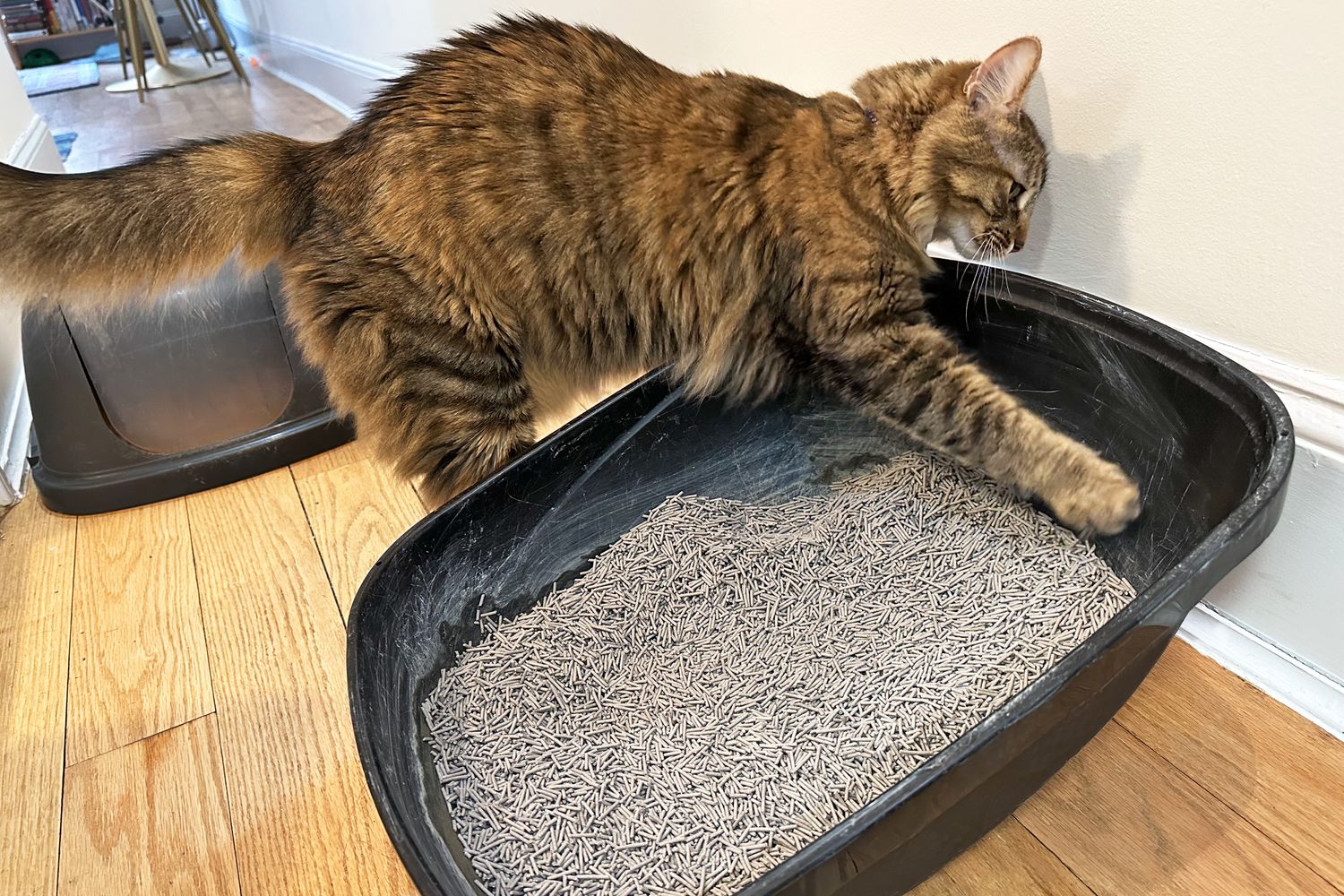 Kedi Kumu ile Tuvalet Eğitimi Nasıl Verilir?