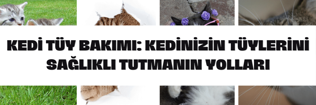 organik kedi kumu, organik kedi kumu satın al, ucuz kedi kumu satın al, kedi kumu satın al, organik kedi kumu öneri, kedi kumu fiyatları 2024, kedi kumu trendyol, kedi kumu bigcat, bigcat kedi kumları, sapphire kedi kumu, chancemaya kedi kumu